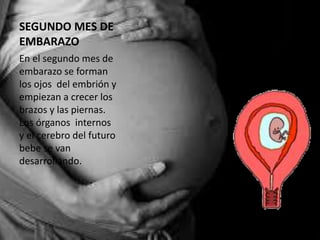 SEGUNDO MES DE
EMBARAZO
En el segundo mes de
embarazo se forman
los ojos del embrión y
empiezan a crecer los
brazos y las piernas.
Los órganos internos
y el cerebro del futuro
bebe se van
desarrollando.
 