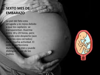 SEXTO MES DE
EMBARAZO
La piel del feto esta
arrugada y es rojiza debido
a que los capilares se
transparentan. Duerme
entre 18 y 20 horas, pero
cuando está despierto (aún
tiene los ojos cerrados)
tiene mucha actividad. El
oído se perfecciona
durante este mes y puede
distinguir la voz de los
padres.
 