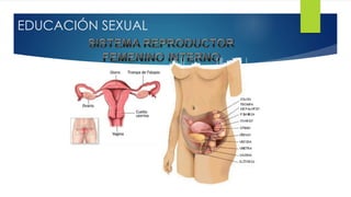 EDUCACIÓN SEXUAL
 