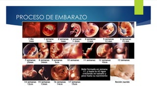 PROCESO DE EMBARAZO