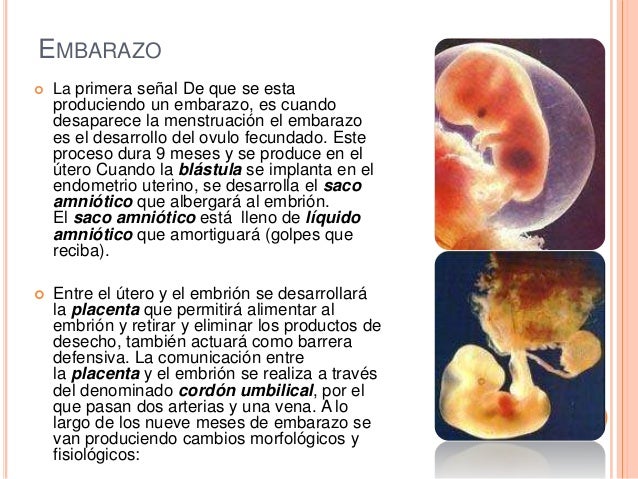 Embarazo Desde La Concepción Hasta El Nacimiento