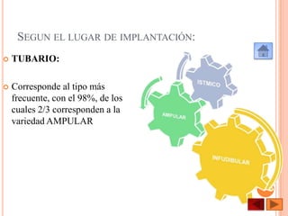 SEGUN EL LUGAR DE IMPLANTACIÓN:


TUBARIO:



Corresponde al tipo más
frecuente, con el 98%, de los
cuales 2/3 corresponden a la
variedad AMPULAR

 