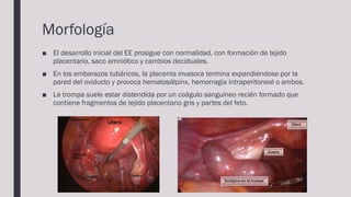 Morfología
■ El desarrollo inicial del EE prosigue con normalidad, con formación de tejido
placentario, saco amniótico y c...
