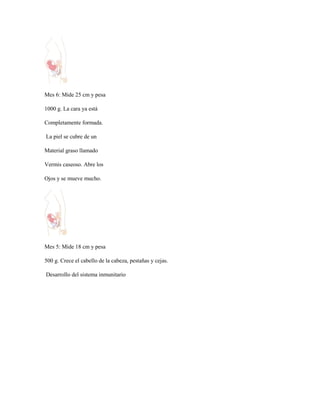 Mes 6: Mide 25 cm y pesa

1000 g. La cara ya está

Completamente formada.

La piel se cubre de un

Material graso llamado

Vermis caseoso. Abre los

Ojos y se mueve mucho.




Mes 5: Mide 18 cm y pesa

500 g. Crece el cabello de la cabeza, pestañas y cejas.

Desarrollo del sistema inmunitario
 