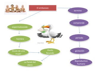 El embarazoterminoEs unqueComienza cuando elcomprendeespermatozoideelDe unperiodohombredeFecunda elgestaciónOvulo fecundoOvulo de una mujerY estese implanta enReproductivo humanoLa Pared del útero
