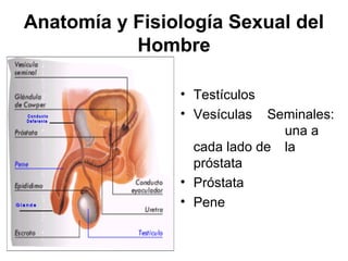 Anatomía y Fisiología Sexual del
           Hombre

                • Testículos
                • Vesículas Seminales:
  ...