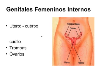Genitales Femeninos Internos

• Utero: - cuerpo

                    -
  cuello
• Trompas
• Ovarios
 