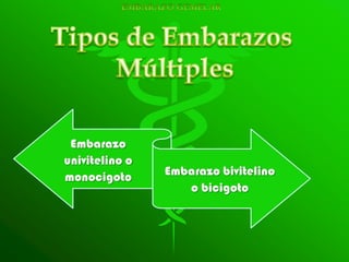 Embarazo
univitelino o
monocigoto      Embarazo bivitelino
                   o bicigoto
 
