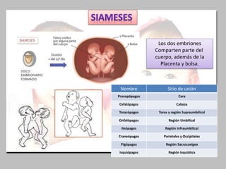 Los dos embriones
Comparten parte del
cuerpo, además de la
Placenta y bolsa.
Nombre Sitio de unión
Prosopópagos Cara
Cefalópagos Cabeza
Toracópagos Torax y región Supraumbilical
Onfalópagos Región Umbilical
Ileópagos Región Infraumbilical
Craneópagos Parietales y Occipitales
Pigópagos Región Sacrocoxígea
Isquiópagos Región Isquiática
 