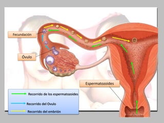 Recorrido de los espermatozoides
Recorrido del embrión
Óvulo
Espermatozoides
Fecundación
Recorrido del Ovulo
 