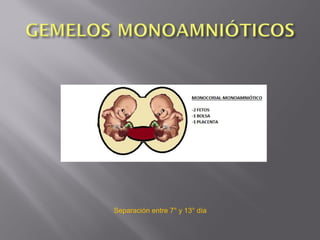 Separación entre 7° y 13° día
 