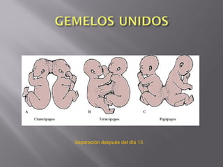 Separación después del día 13
 