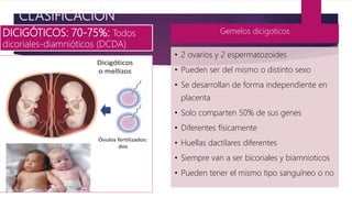 CLASIFICACIÓN
DICIGÓTICOS: 70-75%: Todos
dicoriales-diamnióticos (DCDA)
Gemelos dicigoticos
• 2 ovarios y 2 espermatozoides
• Pueden ser del mismo o distinto sexo
• Se desarrollan de forma independiente en
placenta
• Solo comparten 50% de sus genes
• Diferentes físicamente
• Huellas dactilares diferentes
• Siempre van a ser bicoriales y biamnioticos
• Pueden tener el mismo tipo sanguíneo o no
 