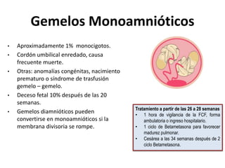 Gemelos Monoamnióticos
• Aproximadamente 1% monocigotos.
• Cordón umbilical enredado, causa
frecuente muerte.
• Otras: anomalías congénitas, nacimiento
prematuro o síndrome de trasfusión
gemelo – gemelo.
• Deceso fetal 10% después de las 20
semanas.
• Gemelos diamnióticos pueden
convertirse en monoamnióticos si la
membrana divisoria se rompe.
Tratamiento a partir de las 26 a 28 semanas
• 1 hora de vigilancia de la FCF, forma
ambulatoria o ingreso hospitalario.
• 1 ciclo de Betametasona para favorecer
madurez pulmonar.
• Cesárea a las 34 semanas después de 2
ciclo Betametasona.
 
