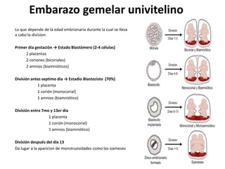 Lo que depende de la edad embrionaria durante la cual se lleva
a cabo la division:
Primer día gestación → Estado Blastómero (2-4 células)
2 placentas
2 coriones (bicoriales)
2 amnios (biamnióticos)
División antes septimo día → Estadio Blastocisto (70%)
1 placenta
1 corión (monocorial)
1 amnios (biamniótico)
División entre 7mo y 13er día
1 placenta
1 corión (monocorial)
1 amnios (biamniótico)
División después del día 13
Da lugar a la aparicion de monstruosidades como los siameses
Embarazo gemelar univitelino
 