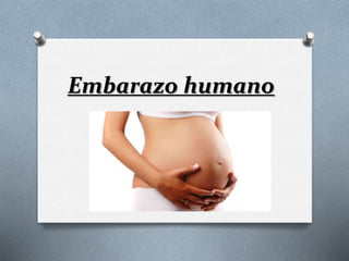 Embarazo humano 
 