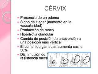 CÉRVIX
   Presencia de un edema
   Signo de Hegar (aumento en la
    vascularidad)
   Producción de moco
   Hipertrofia glandular
   Cambia de posición de anteversión a
    una posición más vertical
   El contenido glandular aumenta casi el
    50%
   Disminución de 12 veces de su
    resistencia mecánica
 