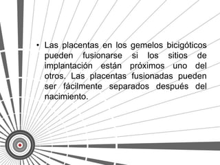 • Las placentas en los gemelos bicigóticos
  pueden fusionarse si los sitios de
  implantación están próximos uno del
  otros. Las placentas fusionadas pueden
  ser fácilmente separados después del
  nacimiento.
 