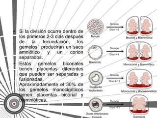 • Si la división ocurre dentro de
  los primeros 2-3 diás después
  de     la    fecundación,    los
  gemelos producirán un saco
  amniótico      y   un     corion
  separados.
• Estos gemelos bicoriales
  tienen placentas diferentes
  que pueden ser separadas o
  fusionadas.
  Aproximadamente el 30% de
  los gemelos monocigóticos
  tienen placentas bicorial y
  biamnióticas.
 