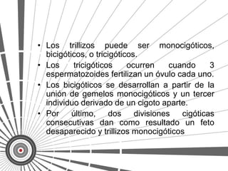 • Los trillizos puede ser monocigóticos,
  bicigóticos, o tricigóticos.
• Los     tricigóticos     ocurren     cuando     3
  espermatozoides fertilizan un óvulo cada uno.
• Los bicigóticos se desarrollan a partir de la
  unión de gemelos monocigóticos y un tercer
  individuo derivado de un cigoto aparte.
• Por     último, dos        divisiones   cigóticas
  consecutivas dan como resultado un feto
  desaparecido y trillizos monocigóticos
 
