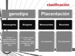 genotipo                        Placentación

Monocigotos            Bicigotos      Monocoriales     Bicoriales




   1 óvulo +1        2 o mas óvulos
espermatozoide          +2 o mas
idénticos física y   espermatozoide    Una placenta   Dos placentas
 genéticamente       s mellizos 66%
       33%               (BI+BI)
 