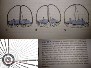 Obstetricia de Williams
 