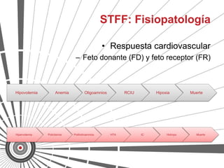 STFF: Fisiopatología

                                               • Respuesta cardiovascular
                              – Feto donante (FD) y feto receptor (FR)



Hipovolemia         Anemia          Oligoamnios         RCIU        Hipoxia        Muerte




Hipervolemia   Policitemia   Polihidroamnios      HTA          IC        Hidrops      Muerte
 