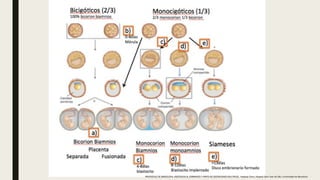 PROTOCOLO DE BARCELONA, ASISTENCIA AL EMBARAZO Y PARTO DE GESTACIONES MULTIPLES . Hospital Clinic, Hospital Sant Joan de Déu, Universidad de Barcelona.
 