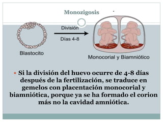 Monozigosis
 Si la división del huevo ocurre de 4-8 días
después de la fertilización, se traduce en
gemelos con placentación monocorial y
biamniótica, porque ya se ha formado el corion
más no la cavidad amniótica.
 