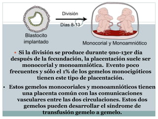  Si la división se produce durante 9no-13er día
después de la fecundación, la placentación suele ser
monocorial y monoamniótica. Evento poco
frecuentes y sólo el 1% de los gemelos monocigóticos
tienen este tipo de placentación.
• Estos gemelos monocoriales y monoamnióticos tienen
una placenta común con las comunicaciones
vasculares entre las dos circulaciones. Estos dos
gemelos pueden desarrollar el síndrome de
transfusión gemelo a gemelo.
 
