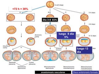 ˂72 h = 30%
Dia 3-8 65%
anastomosis vasculares
luego 8 día
5%
Disco embrionario formado
luego 13
dia
 