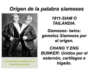 Origen de la palabra siameses
1811-SIAM O
TAILANDIA.
Siameses- twins:
gemelos Siameses por
el origen.
CHANG Y ENG
BUNKER: Unidos por el
esternón, cartílagos e
hígado.
 