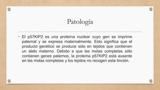 Patología
• El p57KIP2 es una proteína nuclear cuyo gen se imprime
paternal y se expresa maternalmente. Esto significa que el
producto genético se produce sólo en tejidos que contienen
un alelo materno. Debido a que las molas completas sólo
contienen genes paternos, la proteína p57KIP2 está ausente
en las molas completas y los tejidos no recogen esta tinción.
 