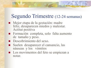 Segundo Trimestre (12-24 semanas)
   Mejor etapa de la gestación: madre
    feliz, desaparecen miedos y malestar.
    Actitut positiva
   Formación completa, solo falta aumento
    de tamaño y peso.
   Descobrimiento del sexo.
   Suelen desaparecer el cansancio, las
    nàuseas y los vòmitos
   Los movimentos del feto se empiezan a
    notar.
 