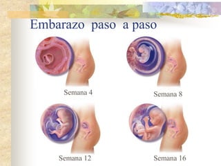 Embarazo paso a paso



     Semana 4      Semana 8




    Semana 12      Semana 16
 