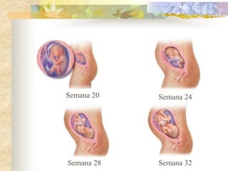 Semana 20   Semana 24




Semana 28   Semana 32
 