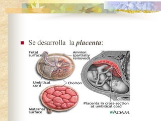    Se desarrolla la placenta:
 