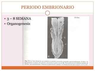 PERIODO EMBRIONARIO3 – 8 SEMANAOrganogenesis