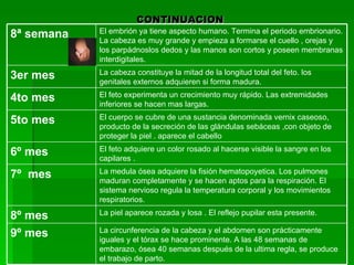 CONTINUACION
            El embrión ya tiene aspecto humano. Termina el periodo embrionario.
8ª semana   La cabeza es muy grande y empieza a formarse el cuello , orejas y
            los parpádnoslos dedos y las manos son cortos y poseen membranas
            interdigitales.
            La cabeza constituye la mitad de la longitud total del feto. los
3er mes     genitales externos adquieren si forma madura.
            El feto experimenta un crecimiento muy rápido. Las extremidades
4to mes     inferiores se hacen mas largas.
            El cuerpo se cubre de una sustancia denominada vernix caseoso,
5to mes     producto de la secreción de las glándulas sebáceas ,con objeto de
            proteger la piel . aparece el cabello
            El feto adquiere un color rosado al hacerse visible la sangre en los
6º mes      capilares .
            La medula ósea adquiere la fisión hematopoyetica. Los pulmones
7º mes      maduran completamente y se hacen aptos para la respiración. El
            sistema nervioso regula la temperatura corporal y los movimientos
            respiratorios.
            La piel aparece rozada y losa . El reflejo pupilar esta presente.
8º mes
            La circunferencia de la cabeza y el abdomen son prácticamente
9º mes      iguales y el tórax se hace prominente. A las 48 semanas de
            embarazo, ósea 40 semanas después de la ultima regla, se produce
            el trabajo de parto.
 