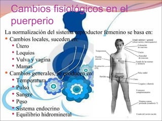 Cambios fisiológicos en el
  puerperio
La normalización del sistema reproductor femenino se basa en:
 Cambios locales, suceden en:
    Útero
    Loquios
    Vulva y vagina
    Mamas
 Cambios generales, se producen en:
    Temperatura
    Pulso
    Sangre
    Peso
    Sistema endocrino
    Equilibrio hidromineral
 