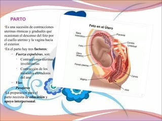 PARTO
•Es una sucesión de contracciones
uterinas rítmicas y graduales que
ocasionan el descenso del feto por
el cuello uterino y la vagina hacia
el exterior.
•En el parto hay tres factores:
     – Fuerza expulsivas, son:
         • Contracciones uterinas
             involuntarias
         • Contracción de los
             músculos elevadores
             del ano
     – Vías
     – Pasajeros
•La preparación para el
parto necesita de educación y
apoyo interpersonal.
 