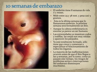  El embrión tiene 8 semanas de vida
ó 2 meses.
 Mide entre 29 y 38 mm. y pesa casi 5
gramos.
 Esta es la última semana que lo
llamaremos embrión, la próxima
semana será formalmente un feto.
 Aunque la cabeza embrionaria es
enorme ya parece un ser humano.
 Las extremidades ya muestran codos
y rodillas, las orejas son muy nítidas
y aparecen los párpados.
 Ya está totalmente formado, sólo
tiene que crecer y comenzar a
especializar el funcionamiento de
todos los órganos.
 La mayoría de las malformaciones
ocurren antes de que el feto llegue a
las 9 semanas, por lo tanto, como ya
pasaste este tiempo, los riesgos de
problemas serios o interrupciones
del embarazo disminuyen
muchísimo.
 