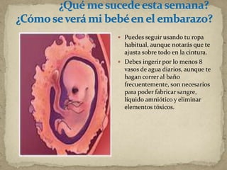  Puedes seguir usando tu ropa
habitual, aunque notarás que te
ajusta sobre todo en la cintura.
 Debes ingerir por lo menos 8
vasos de agua diarios, aunque te
hagan correr al baño
frecuentemente, son necesarios
para poder fabricar sangre,
líquido amniótico y eliminar
elementos tóxicos.
 
