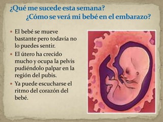  El bebé se mueve
bastante pero todavía no
lo puedes sentir.
 El útero ha crecido
mucho y ocupa la pelvis
pudiéndolo palpar en la
región del pubis.
 Ya puede escucharse el
ritmo del corazón del
bebé.
 