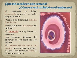 El momento de haber
menstruado ya pasó y no hubo
ninguna novedad.
Puedes o no tener algún síntoma
de embarazo.
Notes que tienes más sueño del
habitual.
El cansancio es muy intenso y
frecuente.
Los primeros tiempos del
embarazo no son realmente los
mejores.
El malestar matinal con o sin
vómitos a veces se hace continuo y
esas ganas constantes de orinar te
ponen de mal humor.
 