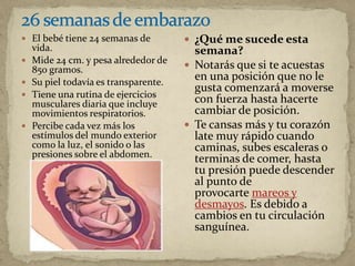  El bebé tiene 24 semanas de
vida.
 Mide 24 cm. y pesa alrededor de
850 gramos.
 Su piel todavía es transparente.
 Tiene una rutina de ejercicios
musculares diaria que incluye
movimientos respiratorios.
 Percibe cada vez más los
estímulos del mundo exterior
como la luz, el sonido o las
presiones sobre el abdomen.
 ¿Qué me sucede esta
semana?
 Notarás que si te acuestas
en una posición que no le
gusta comenzará a moverse
con fuerza hasta hacerte
cambiar de posición.
 Te cansas más y tu corazón
late muy rápido cuando
caminas, subes escaleras o
terminas de comer, hasta
tu presión puede descender
al punto de
provocarte mareos y
desmayos. Es debido a
cambios en tu circulación
sanguínea.
 