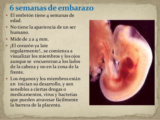 Ligamento redondo primeras semanas de embarazo