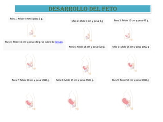 DESARROLLO DEL FETO
    Mes 1: Mide 4 mm y pesa 1 g.
                                                         Mes 2: Mide 3 cm y pesa 3 g      Mes 3: Mide 10 cm y pesa 45 g.




Mes 4: Mide 15 cm y pesa 180 g. Se cubre de lanugo.
                                                       Mes 5: Mide 18 cm y pesa 500 g.   Mes 6: Mide 25 cm y pesa 1000 g




      Mes 7: Mide 30 cm y pesa 1500 g.      Mes 8: Mide 35 cm y pesa 2500 g.             Mes 9: Mide 50 cm y pesa 3000 g
 
