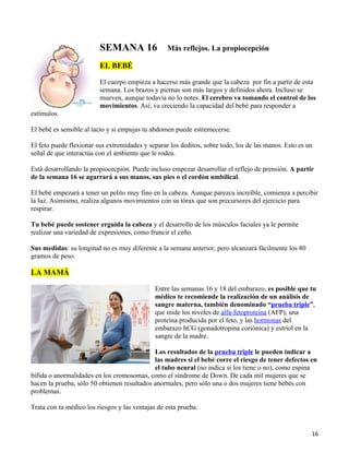 SEMANA 16                Más reflejos. La propiocepción

                         EL BEBÉ

                         El cuerpo empieza a hacerse más grande que la cabeza por fin a partir de esta
                         semana. Los brazos y piernas son más largos y definidos ahora. Incluso se
                         mueven, aunque todavía no lo notes. El cerebro va tomando el control de los
                         movimientos. Así, va creciendo la capacidad del bebé para responder a
estímulos.

El bebé es sensible al tacto y si empujas tu abdomen puede estremecerse.

El feto puede flexionar sus extremidades y separar los deditos, sobre todo, los de las manos. Esto es un
señal de que interactúa con el ambiente que le rodea.

Está desarrollando la propiocecpión. Puede incluso empezar desarrollar el reflejo de prensión. A partir
de la semana 16 se agarrará a sus manos, sus pies o el cordón umbilical.

El bebé empezará a tener un pelito muy fino en la cabeza. Aunque parezca increíble, comienza a percibir
la luz. Asimismo, realiza algunos movimientos con su tórax que son precursores del ejercicio para
respirar.

Tu bebé puede sostener erguida la cabeza y el desarrollo de los músculos faciales ya le permite
realizar una variedad de expresiones, como fruncir el ceño.

Sus medidas: su longitud no es muy diferente a la semana anterior, pero alcanzará fácilmente los 80
gramos de peso.

LA MAMÁ

                                              Entre las semanas 16 y 18 del embarazo, es posible que tu
                                              médico te recomiende la realización de un análisis de
                                              sangre materna, también denominado “prueba triple”,
                                              que mide los niveles de alfa-fetoproteína (AFP), una
                                              proteína producida por el feto, y las hormonas del
                                              embarazo hCG (gonadotropina coriónica) y estriol en la
                                              sangre de la madre.

                                             Los resultados de la prueba triple le pueden indicar a
                                             las madres si el bebé corre el riesgo de tener defectos en
                                             el tubo neural (no indica si los tiene o no), como espina
bífida o anormalidades en los cromosomas, como el síndrome de Down. De cada mil mujeres que se
hacen la prueba, sólo 50 obtienen resultados anormales, pero sólo una o dos mujeres tiene bebés con
problemas.

Trata con tu médico los riesgos y las ventajas de esta prueba.


                                                                                                       16
 