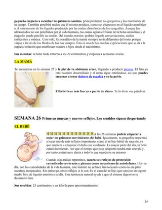 pequeño empieza a escuchar los primeros sonidos, principalmente tus gorgoteos y los murmullos de
tu cuerpo. También percibirá ruidos que él mismo produce, como sus chapoteos en el líquido amniótico
o el movimiento de los líquidos producido por las ondas ultrasónicas de las ecografías. Aunque los
ultrasonidos no son percibidos por el oído humano, las ondas agitan el fluido de la bolsa amniótica y el
pequeño puede percibir su sonido. Del mundo exterior, podrán llegarle conversaciones, ruidos
estridentes y música. Con todo, los soniditos de la mamá siempre serán diferentes del resto, porque
viajan a través de los fluidos de los dos cuerpos. Ésta es una de las muchas explicaciones que se da a la
especial relación que establecen madres e hijos desde el nacimiento.

Sus medidas: tu bebé mide entorno a los 22 centímetros y empieza a acercarse al kilo.

LA MAMÁ

Te encuentras en la semana 25 y la piel de tu abdomen crece, llegando a producir picores. El feto ya
                              está bastante desarrollado y el útero sigue estirándose, así que puedes
                              empezar a tener dolores de espalda y en la pelvis.



                                 El bebé tiene más fuerza a partir de ahora. Te lo dirán sus pataditas.




SEMANA 26 Primeras muecas y nuevos reflejos. Los sentidos siguen despertando
EL BEBÉ

                                                                A las 26 semanas podrás empezar a
                         notar los primeros movimientos del bebé. Igualmente, tu pequeñín empezará
                         a hacer uso de más reflejos importantes como el reflejo labial de succión, ya
                         que empieza a chuparse el dedo con virulencia. La mayor parte del día, tu bebé
                         estará durmiendo. Así que el tiempo que pase despierto tendrá más energía y,
                         por tanto, estará muy alerta a todo lo que sucede en su entorno.

                         Cuando oiga ruidos repentinos, sacará sus reflejos de protección
                         extendiendo sus brazos y piernas como mecanismo de autodefensa. Hoy en
día, con las comodidades de la vida humana, este instinto no se hace tan necesario como lo era para
nuestros antepasados. Sin embargo, otros reflejos sí lo son. Es el caso del reflejo que consiste en ingerir
medio litro de líquido amniótico al día. Esta tendencia natural ayuda a que el sistema digestivo se
desarrolle bien.

Sus medidas: 23 centímetros y un kilo de peso aproximadamente.




                                                                                                         24
 